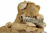 Miniature Fossil Cluster (Ammonites, Scaphopod) - France #270517-1